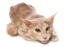 Long haired oriental cat lying against a white background