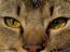 The beautiful face of a pixie bob cat