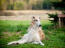 A beautiful borzoi's typical lying down position