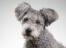 A hungarian pumi with lovely bright eyes and fluffy ears