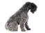 A side on of the curly coated kerry blue terrier with a beautiful black beard and fringe