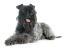 A young kerry blue terrier panting after some needed exercise