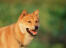 A close up of a korean jindo's incredible thick brown coat and pointed ears