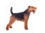 A male welsh terrier showing off it's beautiful short body and long legs