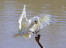 A beautiful, white little corella's powerful feet