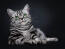 British shorthair silver tabby cat lying against a dark background