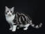 British shorthair silver tabby kitten against a dark background