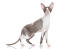 A cornish rex with large ears and long legs
