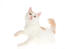 A young turkish van ready bat a toy with its paw