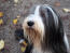 A close up of a bearded collie's healthy, long coat