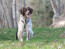 An adult brown and white brittany with a beautiful, long, soft coat