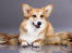 A cardigan welsh corgi's lovely, thick, light brown and white coat