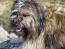 A close up of a catalan sheepdog's wonderful long coat