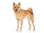 A young adult finnish spitz with it's characteristic bushy tail