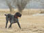 A dark coated german wirehaired pointer enjoying some exercise
