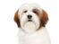 An adult white and red lhasa apso with a beatifully brushed soft coat
