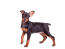 A lovely little miniature pinscher with cheeky little ears