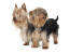 Two beautiful little silky terriers enjoying each other company