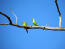Two lovely blue winged parrotlets perched high up in a tree