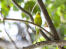 A wonderful budgerigar perched in a tree