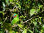 A beautiful double eyed fig parrot, feeding in a tree