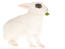 A lovely white hotot rabbit with incredible blue eyes