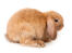 A mini lop rabbit with incredible long floopy ears