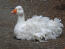 Sebastopol Goose lying on the ground