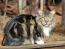 American longhaired bobtail cat sitting in forest