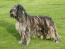 An adult bergamasco standing tall, showing off it's healthy strong body