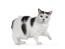 Black and white manx cat against a white background with a paw up