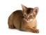 A young abyssinian cat with a plush coat