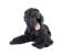 A mature adult black russian terrier liying down with it's tongue out