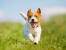 An excited jack russell terrier sprinting towards it's owner