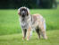 A healthy adult leonberger with a beautiful, thick coat