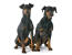 Two healthy adult manchester terriers sitting together, waiting for a command