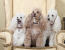 Three wonderful miniature poodles sitting up on an armchair, wanting some attention