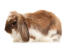 An anGora rabbit's wonderful soft ears
