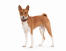 A beautiful basenji, showing off it's amazing red and white coat