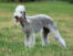 A wonderful bedlington terrier, standing tall, showing of it's well groomed coat