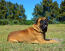 A wonderful, adult bullmastiff lying neatly on the grass