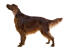 A healthy, young adult irish setter standing tall
