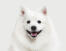 A close up of a japanese spitz's beautiful black eyes and short pointed ears