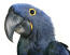 A close up of a hyacinth macaw's beautiful yellow feathers around its eyes