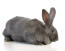 A flemish giant rabbit with beautiful charcoal fur