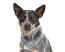 A smart australian cattle dog with lovely brown eyes