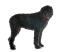 A handsome bouvier des flandres standing up