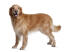 A healthy adult Golden hovawart with a beautiful thick coat