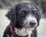 A close up of a young spanish water dog's thick curly coat