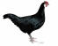 A beautiful painting of a black female hamburgh